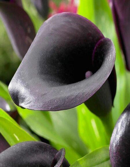 Калла Одесса 1шт (КолЛайн) 2шт/уп