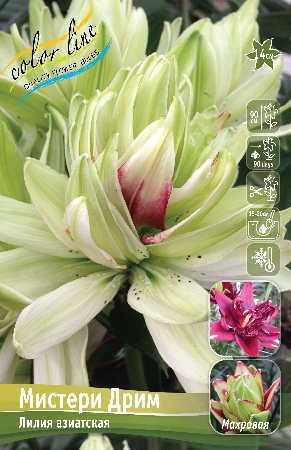 Лилия Мистери Дрим 10/12 1шт (КолЛайн) 3шт/уп