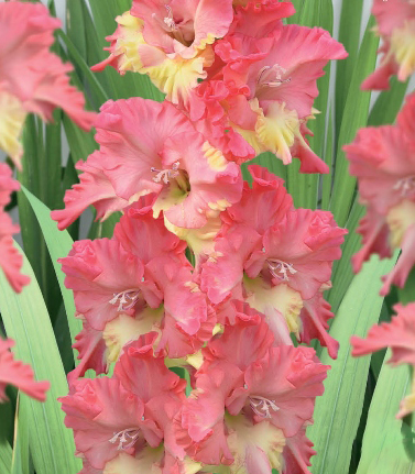 Гладиолус Курск 10/12 1шт (КолЛайн) 8шт/уп