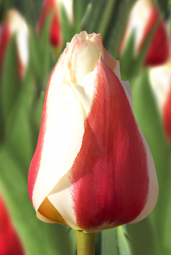 Тюльпан Сильвия Уордер 11/12 1шт (Садовита) 10шт/уп