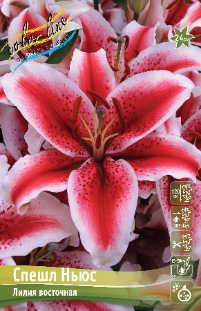 Лилия Спешл Ньюс 13/14 1шт (КолЛайн) 2шт/уп