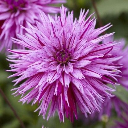 Георгина Стрипед Амбишн 1шт (КолЛайн)