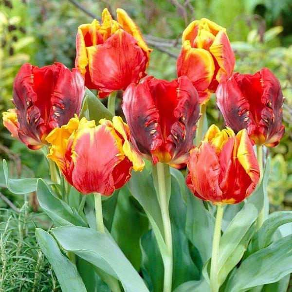 Тюльпан Брайт Пэррот 1шт (КолЛайн) 8шт/уп попугайный