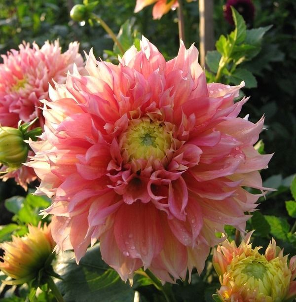 Георгина Когане Фубуки 1шт (КолЛайн)