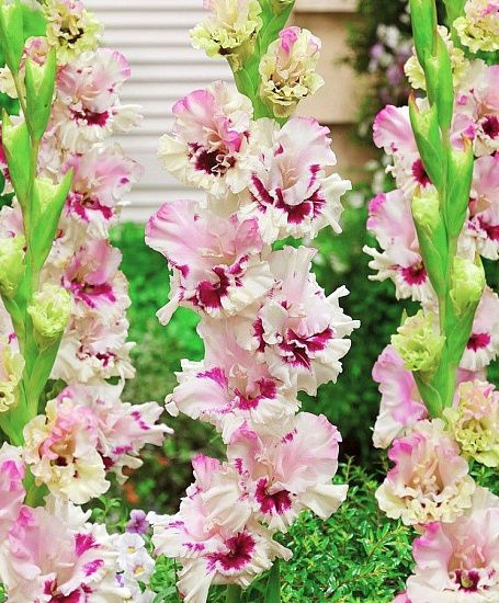 Гладиолус Мезья 1шт (КолЛайн) 8шт/уп