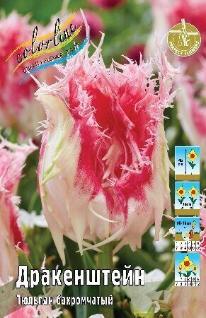 Тюльпан Дракенштейн 12/+ 1шт (КолЛайн) 7шт/уп