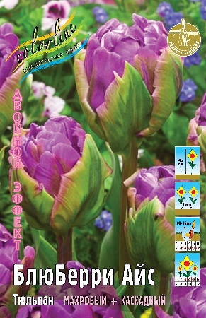 Тюльпан Блюберри Айс 11/12 1шт (КолЛайн) 5шт/уп 