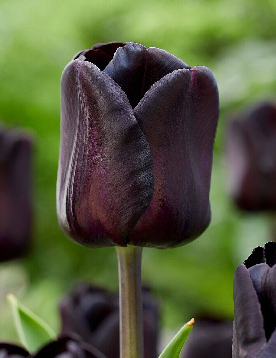 Тюльпан Найтуиш 1шт (КолЛайн) 7шт/уп 