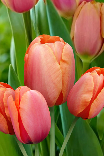 Тюльпан Драгон Кинг 11/12 1шт (Садовита) 8шт/уп