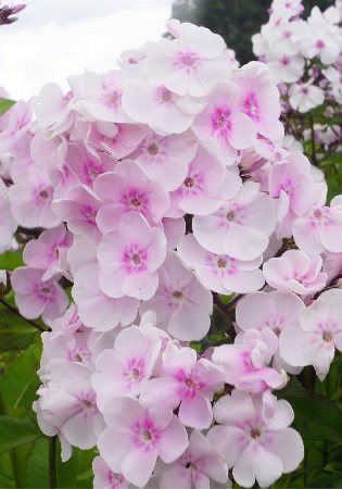 Флокс Моника Линден Белл 1шт (КолЛайн) 2шт/уп