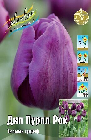 Тюльпан Дип Пурпл Рок 1шт (КолЛайн) 8шт/уп