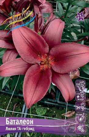 Лилия Баталеон 10/12 1шт (КолЛайн) 7шт/уп