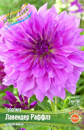 Георгина Лавендерн Раффлз 1шт (КолЛайн)