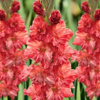 Гладиолус Смоленск 12/14 1шт (КолЛайн) 7шт/уп