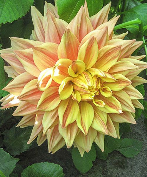 Георгина Адванс 1шт (КолЛайн)