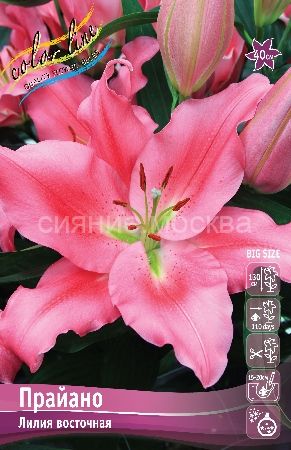 Лилия Прайано 12/14 1шт (КолЛайн) 2шт/уп