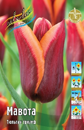 Тюльпан Мавота 1шт (КолЛайн) 8шт/уп