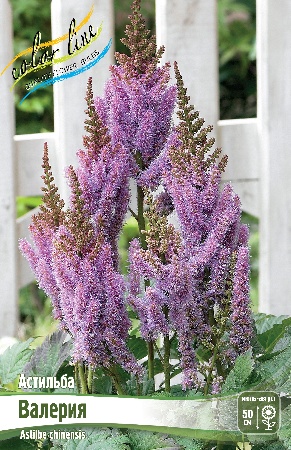Астильба Валерия 1шт 2/3 n (КолЛайн) 2шт/уп