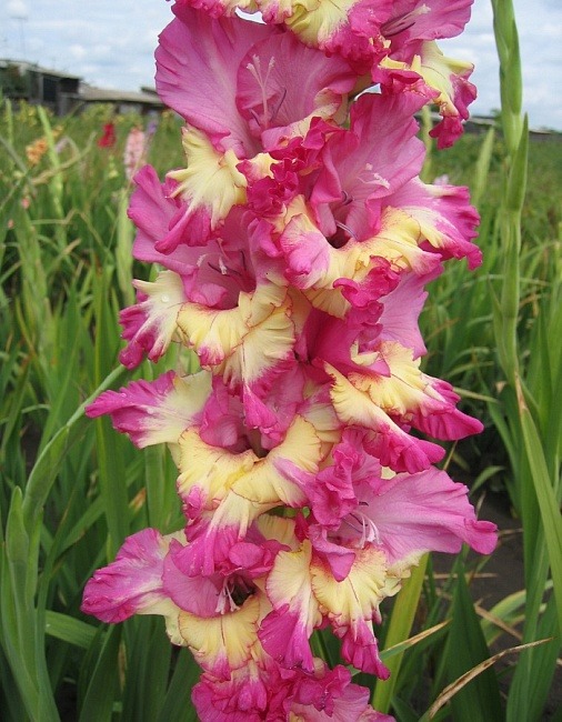 Гладиолус Экстраверт 12/14 1шт (КолЛайн) 5шт/уп