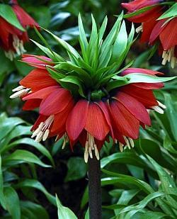 Фритиллярия Уильямс Рэкс 18/20 1шт (Садовита)