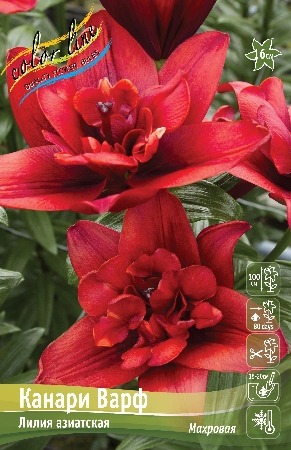 Лилия Канари Варф 12/14 1шт (КолЛайн) 5шт/уп