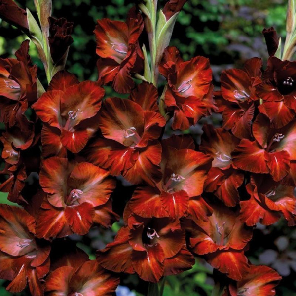 Гладиолус Шоколад 12/14 1шт (НК) 6шт/уп