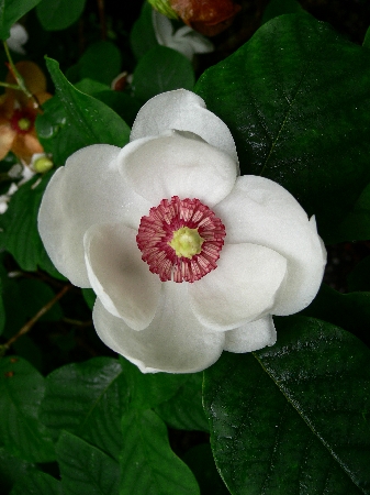 Магнолия Зибольда Р14 1шт (КолЛайн)