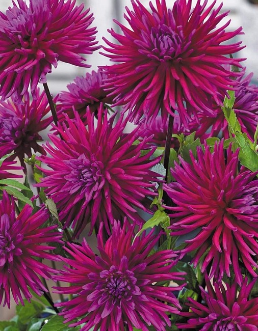 Георгина Пурпл Джем 1шт (КолЛайн)