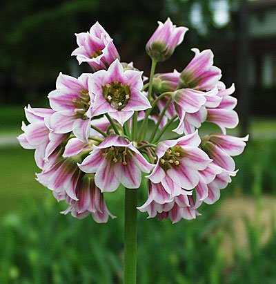 Лук декоративный Болгарский 10/12 1шт (Садовита) 5шт/уп