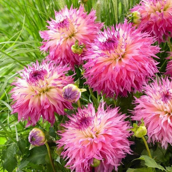 Георгина Пайнлэндс Принцесс 1шт (КолЛайн)