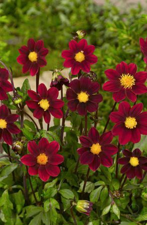 Георгина Топ микс Пурпурный 1шт (КолЛайн)