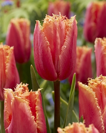 Тюльпан Априкот Кристалл 1шт (КолЛайн) 8шт/уп