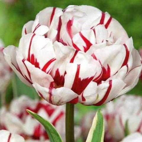 Тюльпан Карнавал Свит 1шт (КолЛайн) 8шт/уп