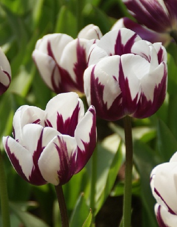 Тюльпан Ремс Фаворит 11/12 1шт (Садовита) 8шт/уп