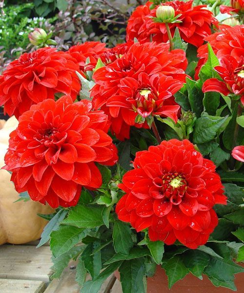 Георгина Гэллери Валентин 1шт (КолЛайн)