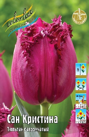 Тюльпан Сан Кристина 1шт (КолЛайн) 5шт/уп