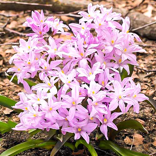 Хионодокса Розеа 1шт (КолЛайн) 10шт/уп