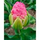 Тюльпан Строуберри Куин 1шт (КолЛайн) 5шт/уп