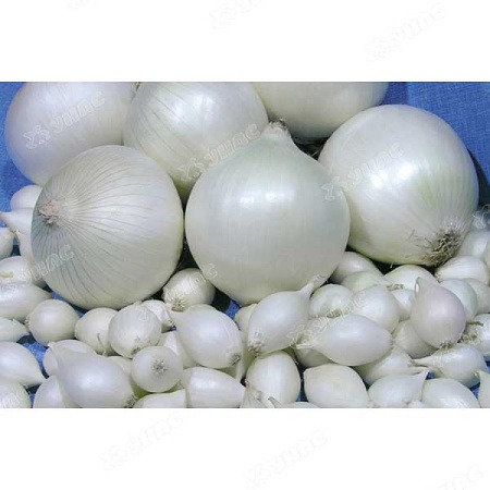 Лук севок Стардаст 10/21 25кг/м (+/- 5%) (Голландия) белый