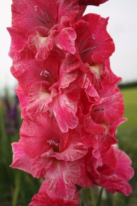 Гладиолус Пинк Перл 10/12 1шт (КолЛайн) 8шт/уп