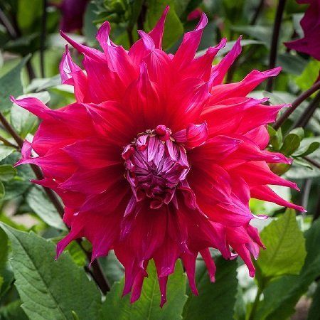 Георгина Джоконда 1шт (КолЛайн)