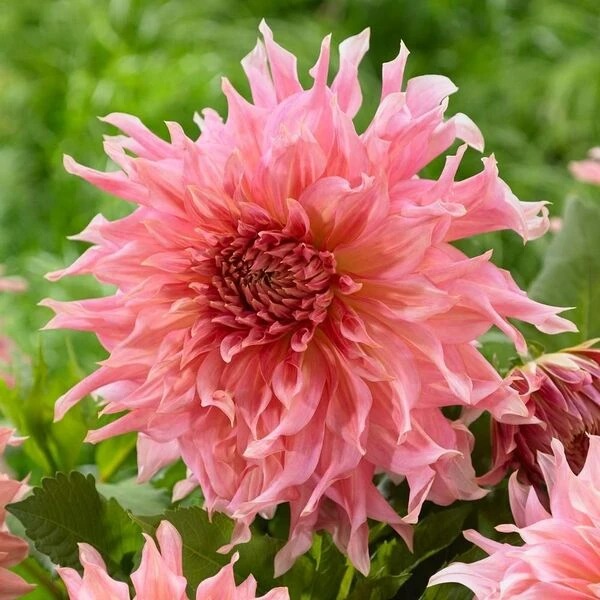 Георгина Пенхилл Уотермелон 1шт (КолЛайн)