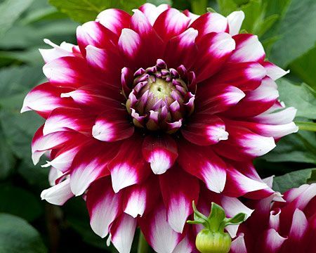 Георгина Верди 1шт (КолЛайн)