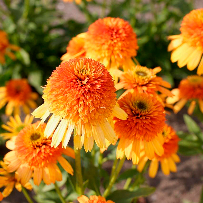 Эхинацея Ритмз Ин Оранж 1шт (КолЛайн)