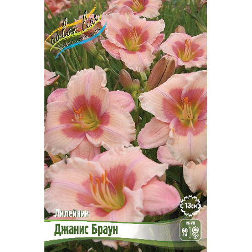 Лилейник Джанис Браун 1шт (КолЛайн)
