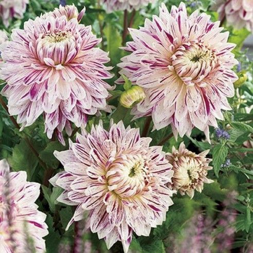 Георгина Авиньон 1шт (КолЛайн)