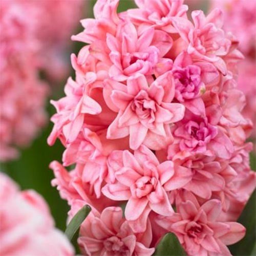 Гиацинт Спринг Бьюти 14/15 1шт (КолЛайн) 2шт/уп