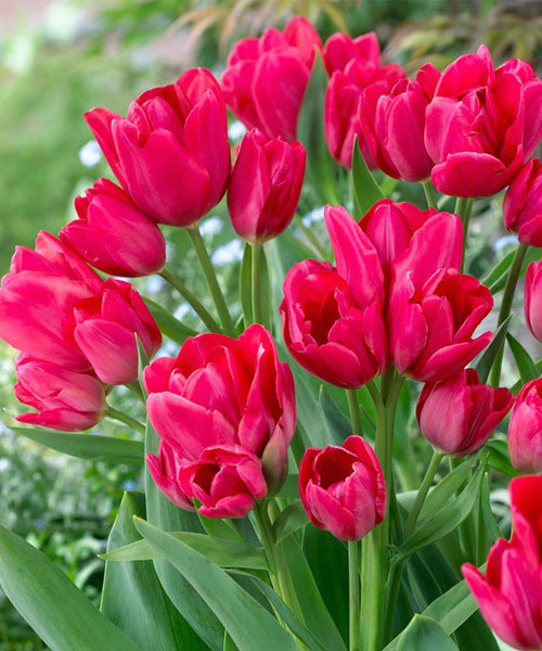 Тюльпан Мерри Гоу Раунд 1шт (КолЛайн) 8шт/уп мнгцв.