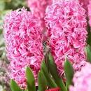 Гиацинт Пинк 14/15 1шт (КолЛайн) 3шт/уп