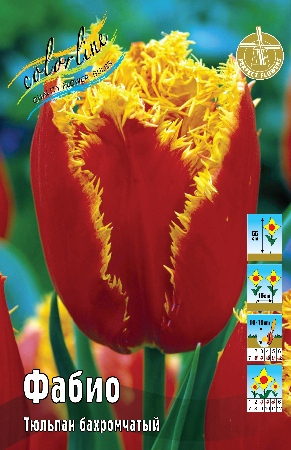 Тюльпан Фабио 1шт (КолЛайн) 3шт/уп 